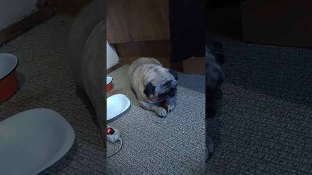 Мопс кушает мило смотреть онлайн
