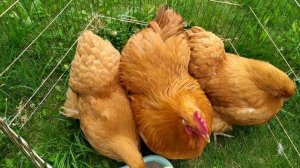 Куры породы Орпингтон желтый
