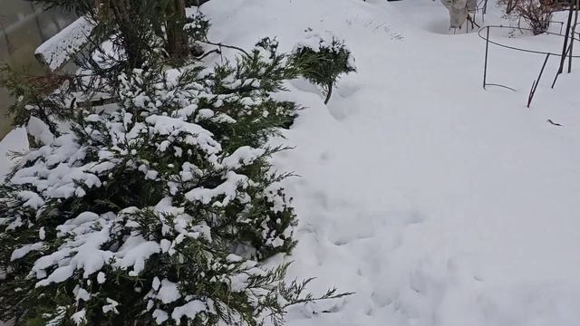 Как зимуют растения. Снег = тепло ❄️ Зимняя дача @natalifrol смотреть онлайн