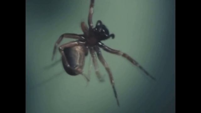 ЯПОНСКИЙ ЧЕЛОВЕК-ПАУК - ЧТО ЭТО ЗА ЖЕСТЬ?!! смотреть онлайн