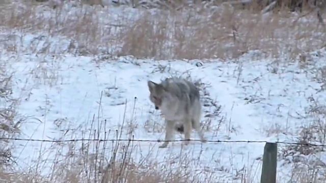 Coyote Connect ( was not prepared for this ) смотреть онлайн