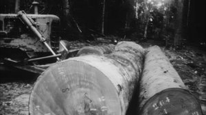 Школфильм - Влажные Экваториальные Леса Африки скан 16мм