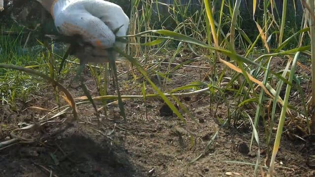 Прополка чеснока от сорняков смотреть онлайн