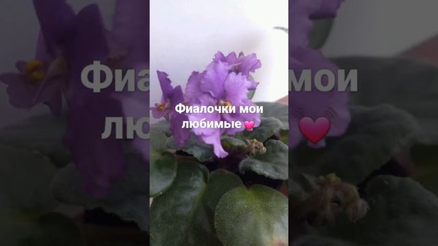 фиалки смотреть онлайн