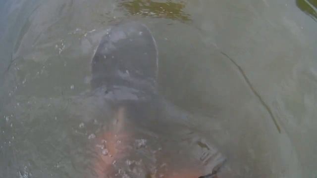 РЕАЛЬНЫЙ ПОИСК ЗОЛОТА НА ПЛЯЖЕ. ПОИСК ЗОЛОТА НА БЕРЕГУ. ПОИСК ЗОЛОТА В ВОДЕ. ПОИСК МЕТАЛЛОИСКАТЕЛЕМ смотреть онлайн