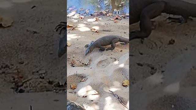 Варан ищет черепашью кладку