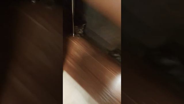 Вот что значит жить с 5 котятами смотреть онлайн
