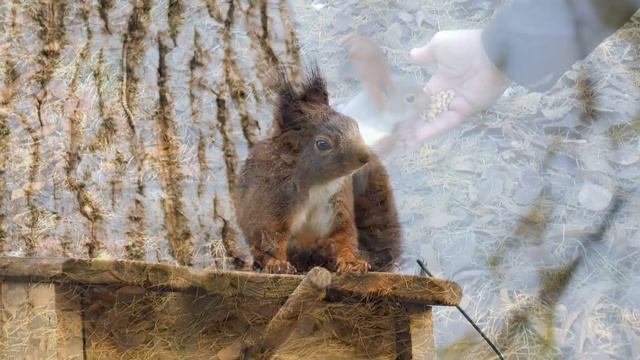 Мальчик ушел на рыбалку и не вернулся. В лесу его ждало нечто жуткое