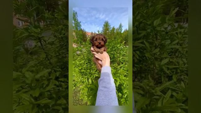 Щенок петербургской орхидеи Бетховен смотреть онлайн