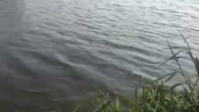 Поклевка амура на 9.5 кг смотреть онлайн