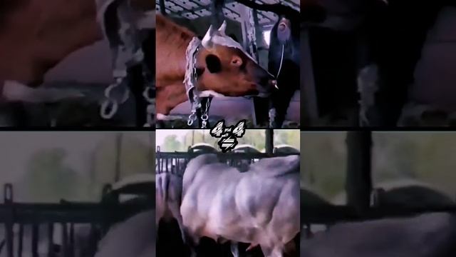 Бык осеменитель vs Вьетнамский лысый бык осеменитель смотреть онлайн