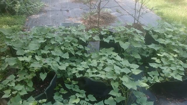 July Container Garden Update Purple Sweet Potato Pumpkins the saga of rain and pests continues смотреть онлайн