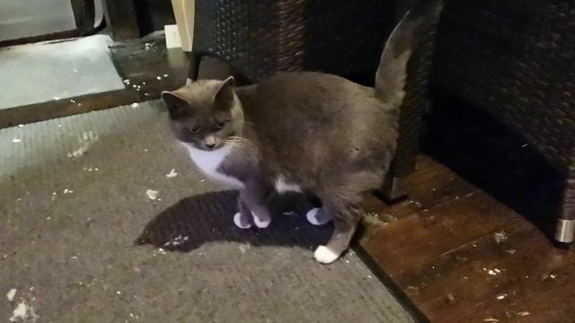 После больнички наш пациент вспоминает своих друзей и дом. смотреть онлайн