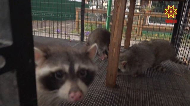 Пушистая новость. смотреть онлайн