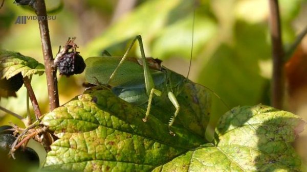 Кузнечик стрекочет. 4K. AllVideo