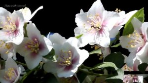 Чубушник Необычный Philadelphus Neobychnyi