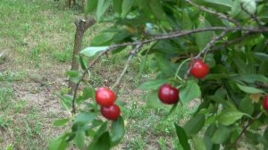 Вишня Встреча. 05.07.2022г.