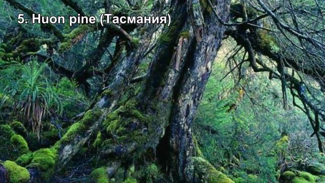 Самые старые деревья смотреть онлайн