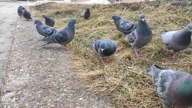 Прогулка смотреть онлайн