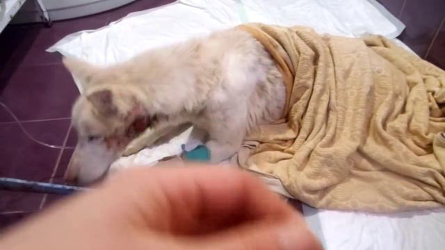 с.Куйбышево-собака с огнестрельным ранением в голову,день второй. смотреть онлайн