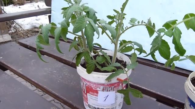 Ранниий урожай помидоров. Рассада с плодами - часть1 смотреть онлайн