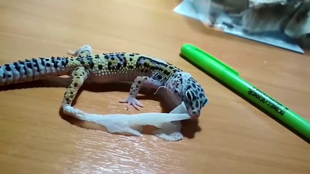 Линька Эублефара