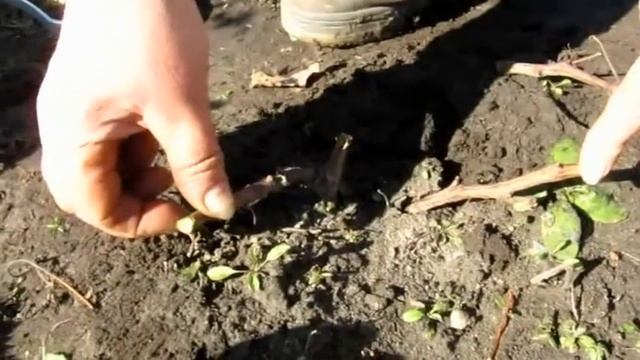 Формирование виноградного куста 1 год (2).avi смотреть онлайн