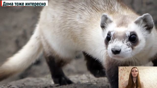 Хорек лесной смотреть онлайн