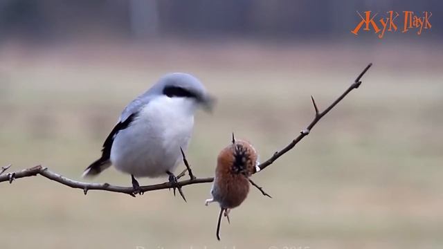 5 САМЫХ ЖЕСТОКИХ УБИЙЦ среди ПТИЦ смотреть онлайн