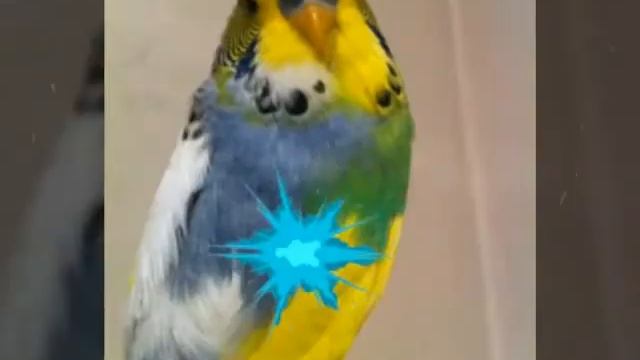 Самые редкие окрасы волнистых попугаев ! смотреть онлайн