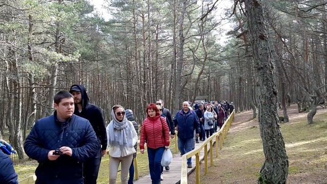 Танцующий лес