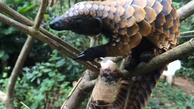 True Facts : Pangolins Posse смотреть онлайн