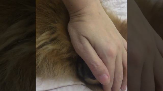 Шпиц Винни после душа спать лёг смотреть онлайн