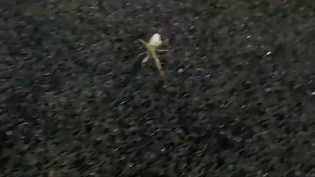 Встреча с уставшим богомолом на футбольном поле СОЧИ ___ ЧТО ОН ДЕЛАЕТ? смотреть онлайн