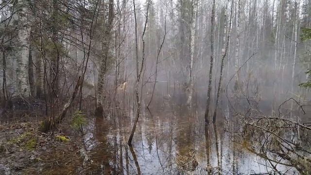 Весенний лес после дождя Часть первая смотреть онлайн
