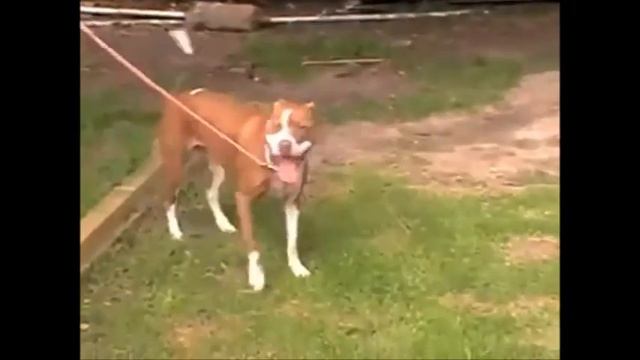 Leash Train A Puppy ♥ How To Leash Train A Puppy ♥ SPCA ENDORSED METHOD! ☼ ☼ ☼ смотреть онлайн