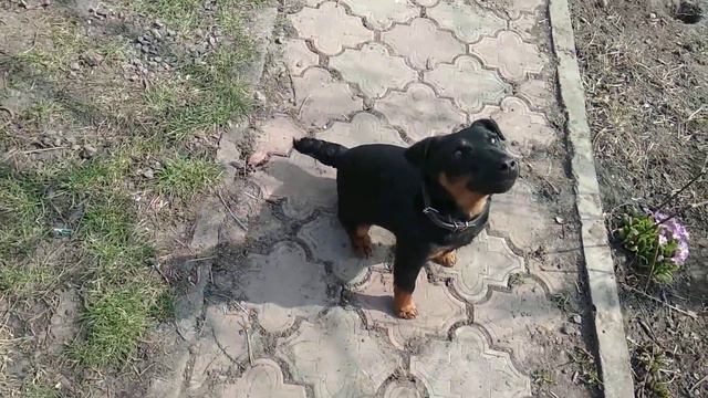 Ягдтерьер Джон, отрабатываем команды. смотреть онлайн