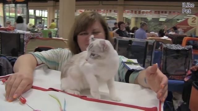 Американский керл на ilikepet смотреть онлайн