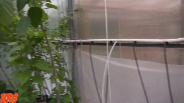 Dwarf tamarillo | Solanum abutiloides | flowering in the greenhouse, part 1 смотреть онлайн