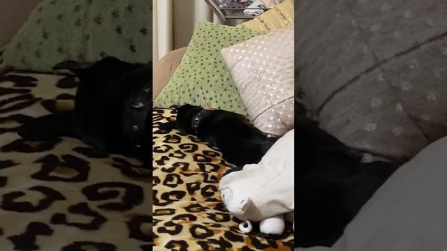 ТОЙТЕРЬЕР СКУЛИТ ВО СНЕ / TERRIER whines in its sleep смотреть онлайн