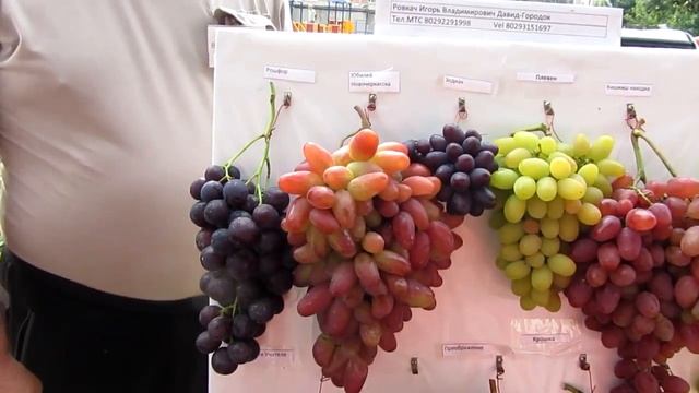 ❸? Выставка винограда в Пинске 2019г. "Янтарная гроздь винограда-2019". смотреть онлайн