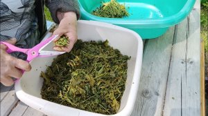 Ферментация листа смородины ☘️(2- этап).