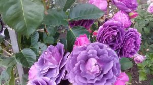 Роза Минерва цветение????? , обзор сорта