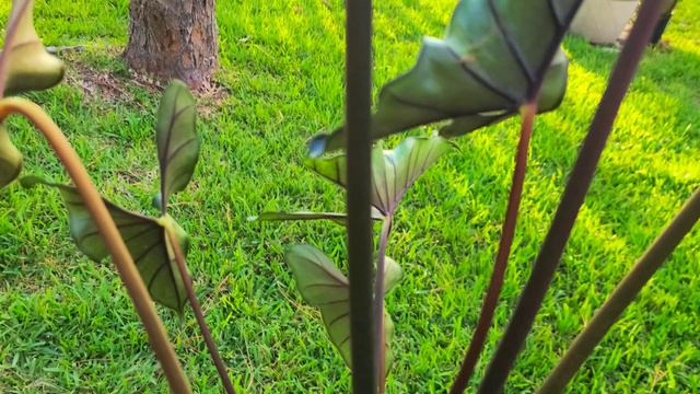 Alocasia Princeps 'Purple Cloak'