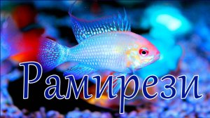 Апистограмма (Микрогеофагус) рамирези  - история и содержание в аквариуме