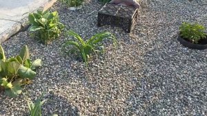 Посадка пиона узколистного, вечерние хлопоты в деревне. #всесамисвоимируками, #влог, #жизньвдеревне