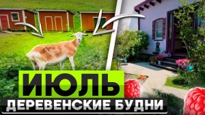 Деревенские будни. Июль.