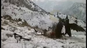 Какой орел самый сильный? Топ 10 самых сильных орлов. Гарпия, беркут, гриф.