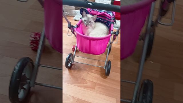 животные смотреть онлайн