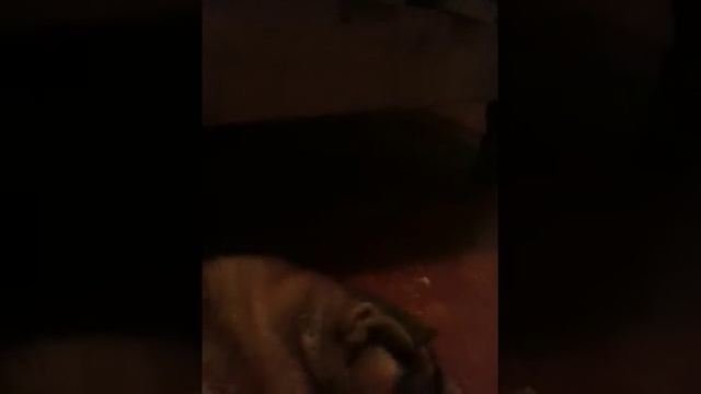 Sharpei cuidando la estufa weon flojo смотреть онлайн